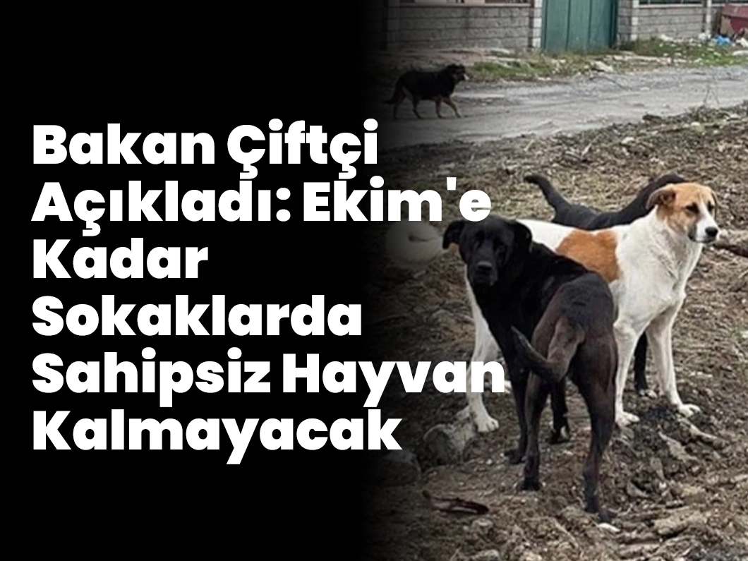 Bakan Çiftçi Açıkladı: Ekim’e Kadar Sokaklarda Sahipsiz Hayvan Kalmayacak