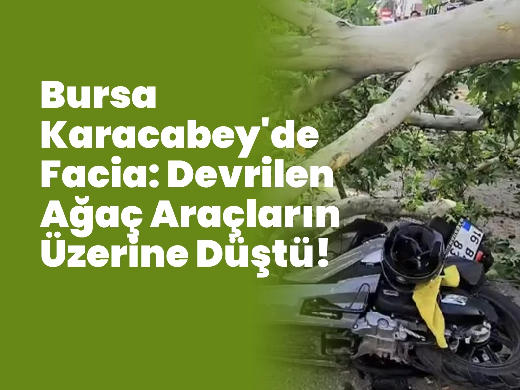 Bursa Karacabey’de Facia: Devrilen Ağaç Araçların Üzerine Düştü!
