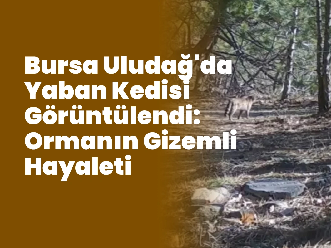 Bursa Uludağ’da Yaban Kedisi Görüntülendi: Ormanın Gizemli Hayaleti