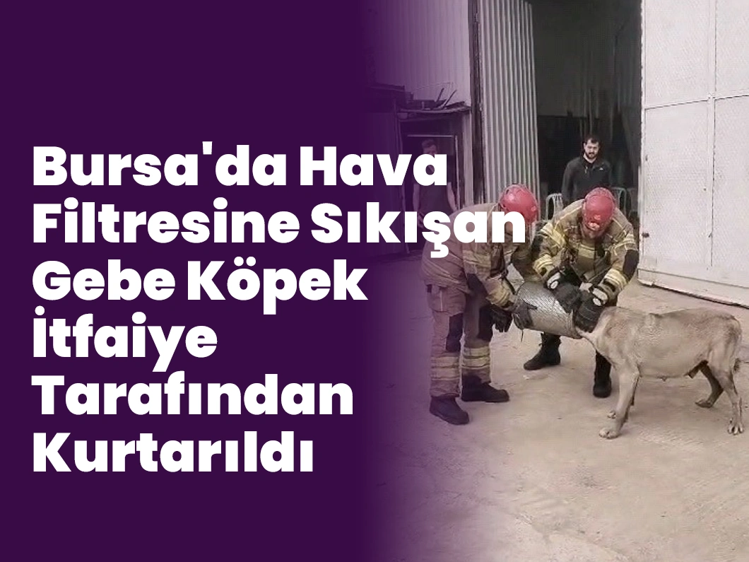 Bursa’da Hava Filtresine Sıkışan Gebe Köpek İtfaiye Tarafından Kurtarıldı